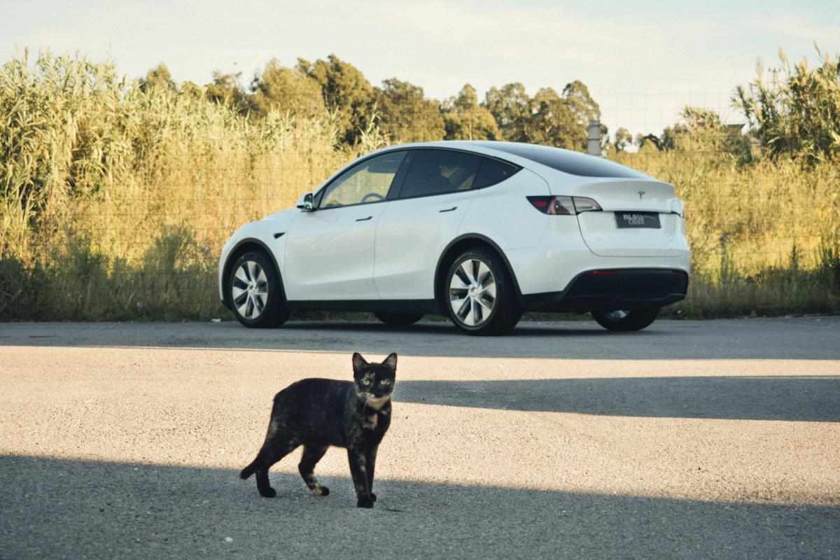 tesla-model-y-standard-range-rwd-2023-eletrico