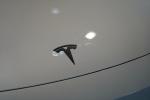 tesla-model-3-2026-eletrico-500cc